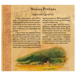 Kájoni Kódex 1634-1671